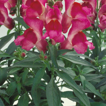 Fuchsia Floral Showers, (F1) Snapdragon Seeds - Packet image number null